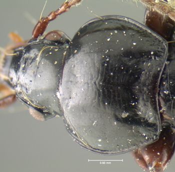 Media type: image;   Entomology 31305 Aspect: pronotum dorsal